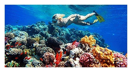 кораллы фото